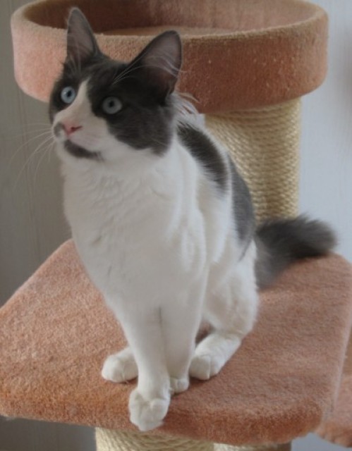 Türkisch Angorakater mit BLAUEN Augen - Angora - Langenlonsheim