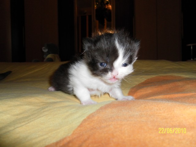 Perserkatzen Kitten suchen ab August ein neues Zuhause .. - Perser - Beckum