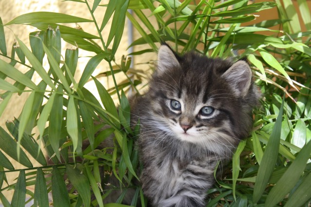 Bezaubernde Waldkatzen Babies abzugeben - Norwegische Waldkatze - München