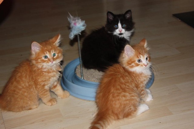 2 liebe, süße Sibirische Katerchen  - Sibirische Katze - Steinau