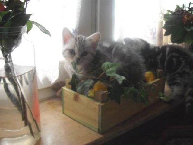 3 Bkh Black Silver Tabby Classic mit Stammbaum abzugeben - British Kurzhaar - Sankt Augustin