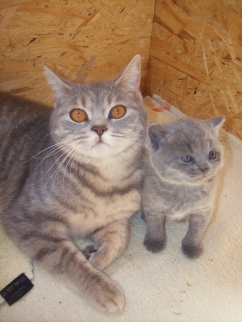 Reinrassiges BKH Mädchen in blau - tabby abzugeben - British Kurzhaar - Koblenz