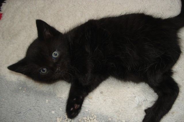 Katzen zu verkaufen  - Mischling - Villingen
