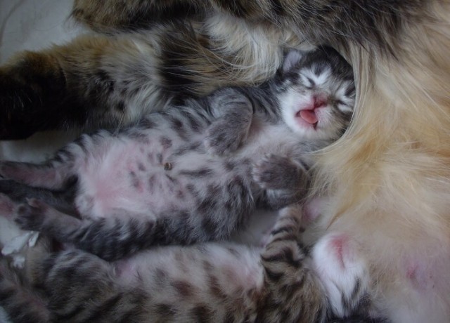 Sibirische Katzenbabys - Sibirische Katze - Wroclaw