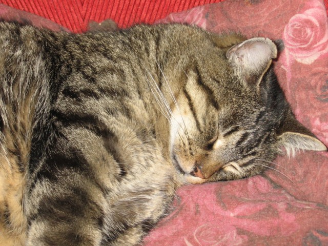Zuverlässiger Katzensitter im Raum Ludwigshafen am Rhein gesucht - Katzensitter - Ludwigshafen am Rhein
