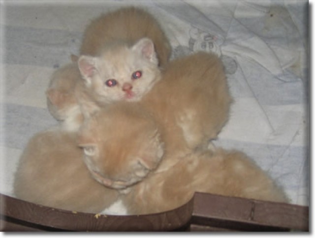 Gelockte rote und cream Plüschbärchen - Selkirk Rex - Mechernich