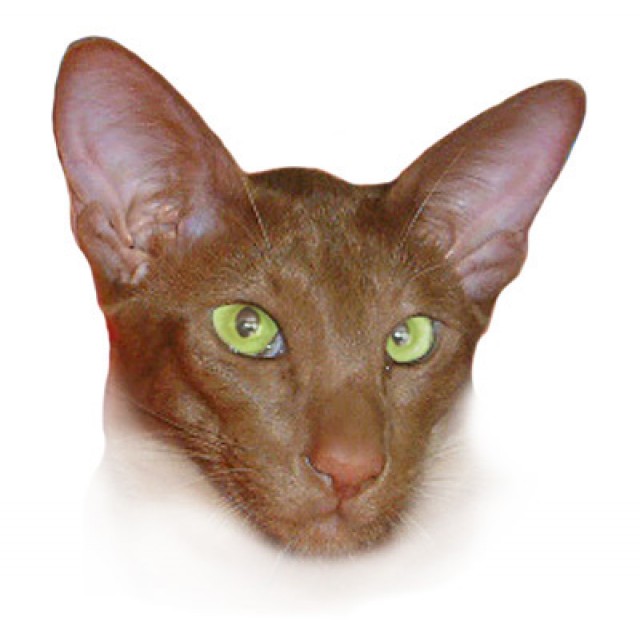  Siamaesen & OKH Kitten von der Talstarsse  - Orientalische Kurzhaar - Nehren 