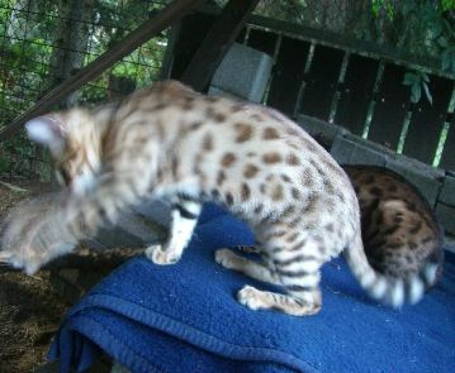 Traumhafter bengalkater für seriöse Zucht - Bengal - Griesheim