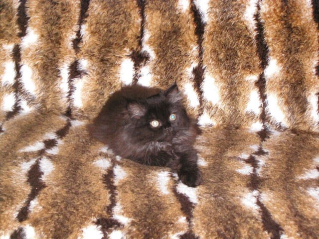 Perser Deckkarter mit Nase gesucht!!! - Deckkater - Quickborn