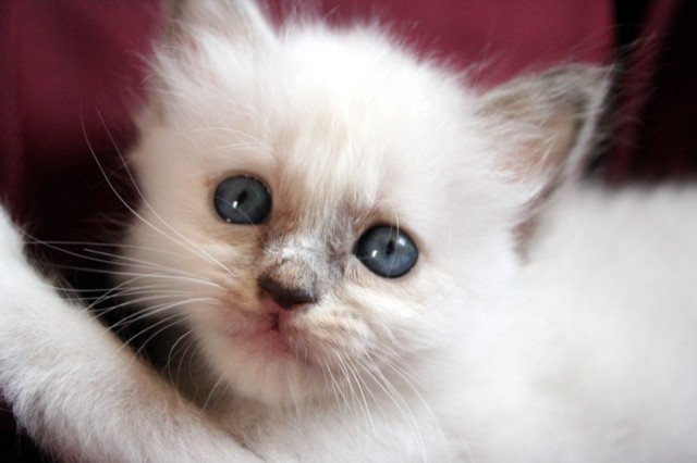 Heilige Birma Kitten 10 Wochen alt suchen liebevolles zu Hause - Birma - Buxtehude