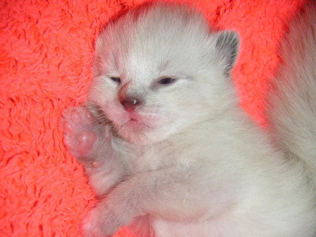 Birma Siam Kitten abzugeben - Birma - Hüblingen