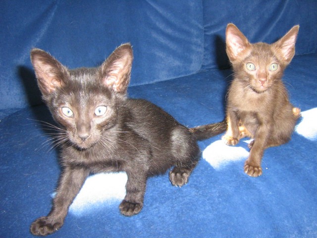 Süße Oriental Siam Mix Havanna Kitten zu vergeben - Orientalische Kurzhaar - Essen