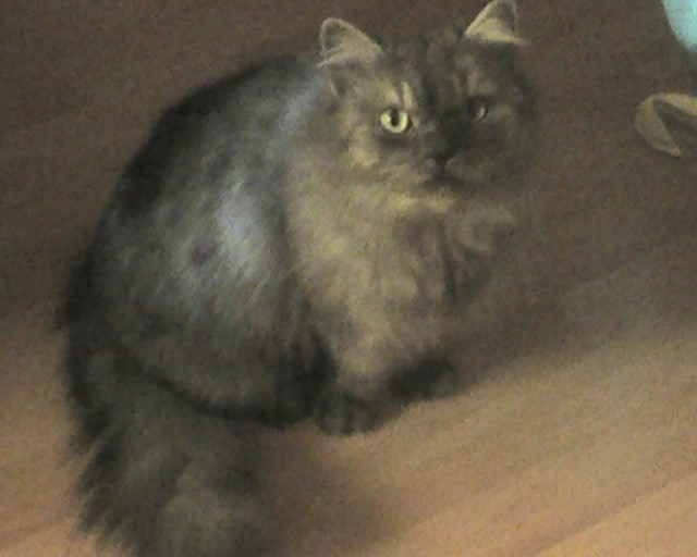 Wir Suchen Ein Katzenbaby Perser Maine Coon Mix Kater Katzen Kleinanzeigen Net