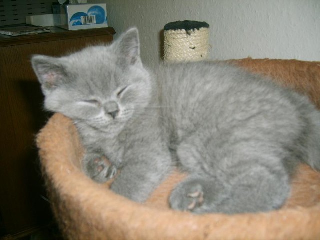 Britisch Kurzhaar Bärchen in blau mit Stammbaum - British Kurzhaar - Berlin