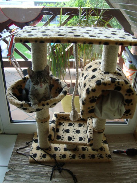 Sie suchen jemanden für ihren Süßen Schatz! - Katzensitter - Düsseldorf