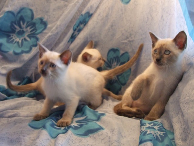 3 süsse Katzen Si-Rex Baby - Kitten Siam / Cornish Rex - Blue Point geimpft - Siam - Frankfurt am Main