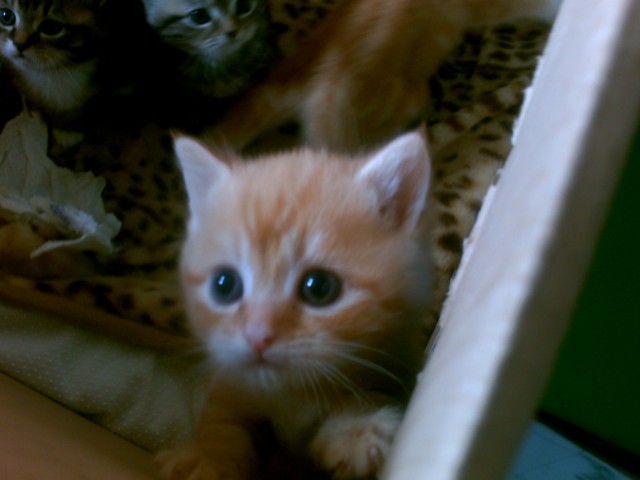 Persermix Kitten - Mischling - Adelebsen