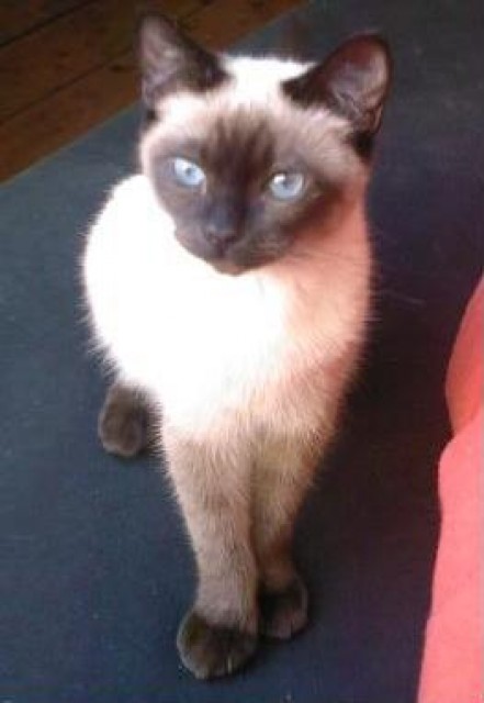 8monate Allten wunderhübschen Siam Deckkater - Deckkater - Lüneburg