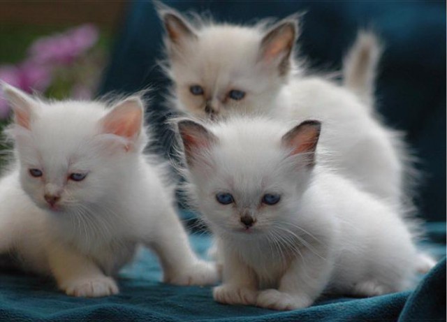 Heilige Birma Kitten mit Stammbaum - Birma - CH-Chur
