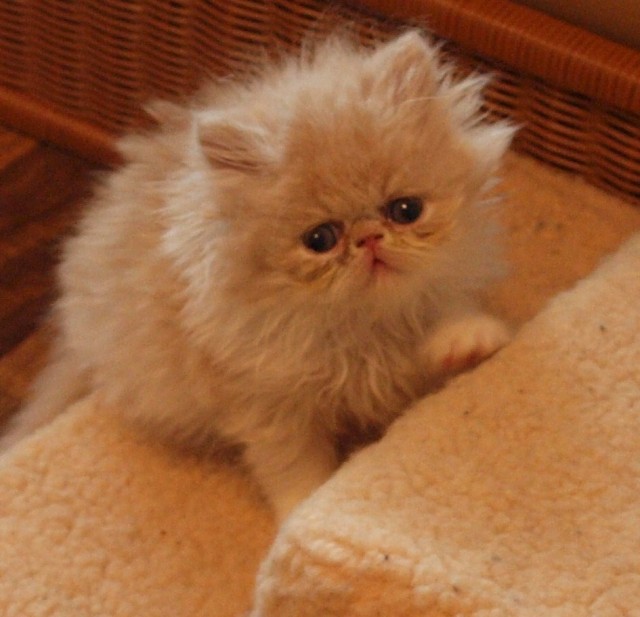 Perser cremies  - Perser - Würzburg