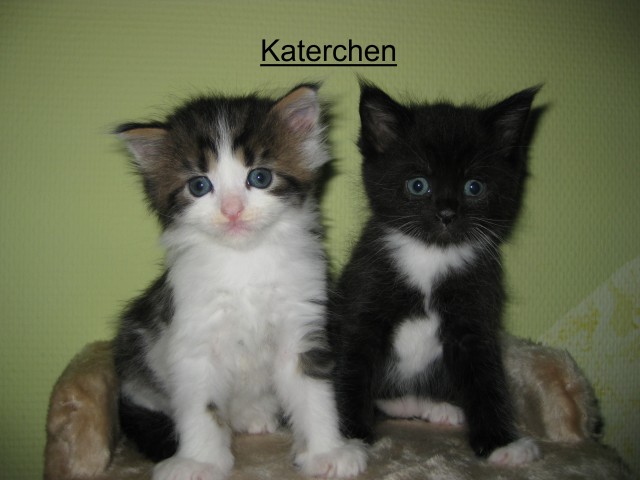 Norweger Maine Coon Mix Katerchen Katzen Kleinanzeigen Net
