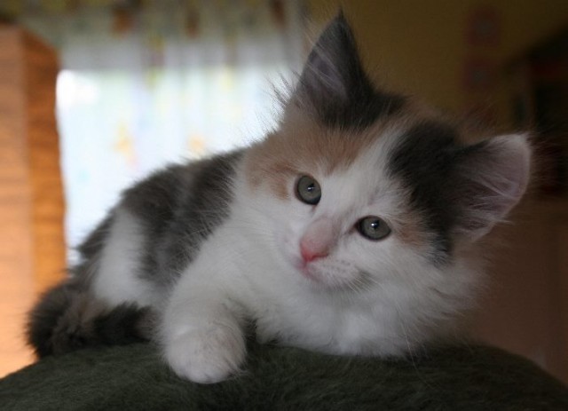 Zauberhafte Norweger Babys aus seriöser Familienaufzucht - Norwegische Waldkatze - Hamburg