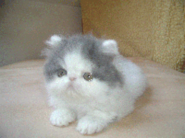 Perserbabys - Perser -  Duisburg