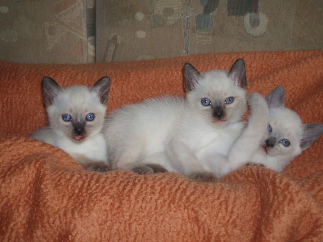 Thaikatzen suchen neuen Wirkungskreis - Thai - Trostberg