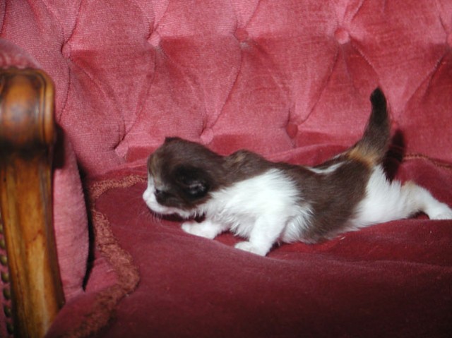 Zora vom Ohlenberg - Sibirische Katze - 56588