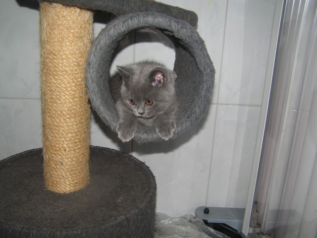 Kartäuser Katerchen  - Kartaeuser - Lauba