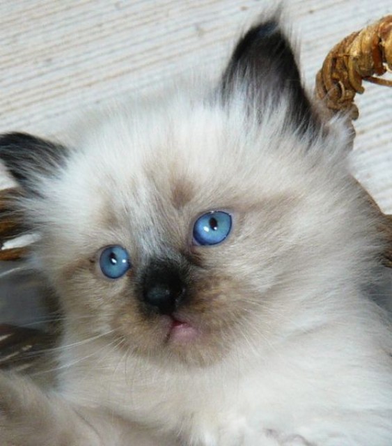 Sibirische/Neva Masquerade Katzen von www.BaikalAmur.de - Neva Masquarade - Engelsbrand