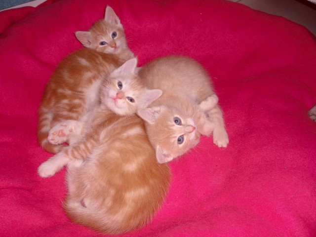 Zauberhafte Maine Coon-Mixkätzchen - Sibirische Katze - Taunusstein