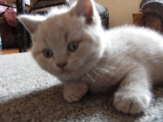 BKH lilac - Katerchen - British Kurzhaar - Mannheim