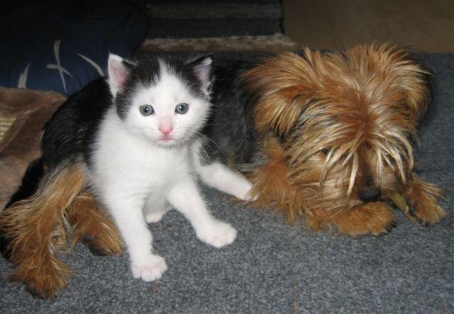 Traumplatz gesucht... - Mischling - Pähl