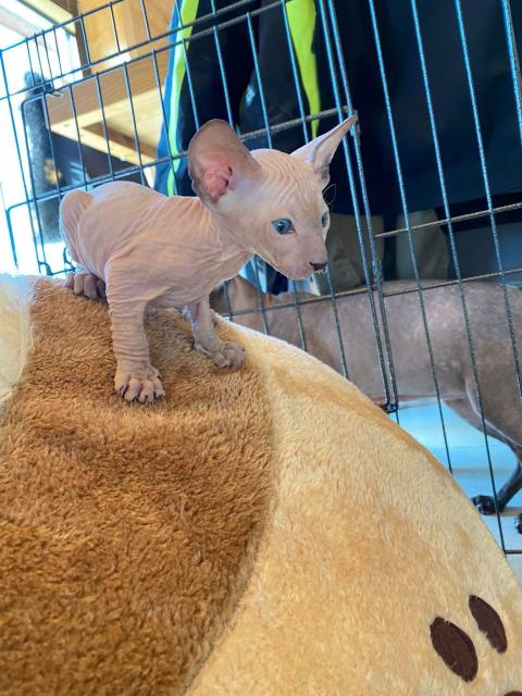 Peterbald Kitten suchen ein schönes Zuhause  - Sphynx - Stadum