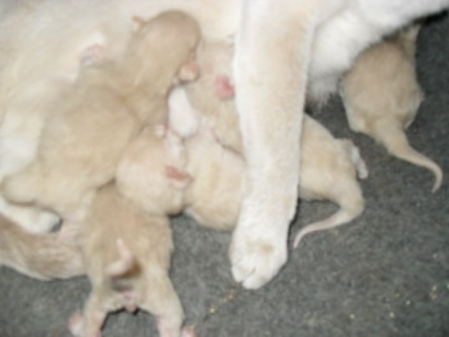 Burmesen - Kitten - Burma - Oberaussem
