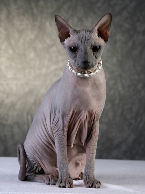 Don Sphynx Katze Preis