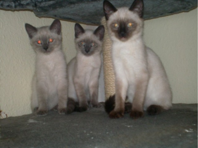Siam kater - Siam - Ruppichteroth