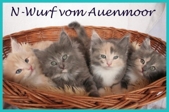 Norwegische Waldkatzen Kitten (PLZ 217xx) - Katzen Zuechter - Dollern