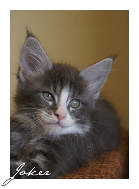 Wir haben tolle Maine Coon Babys!!! - Maine Coon - Moers