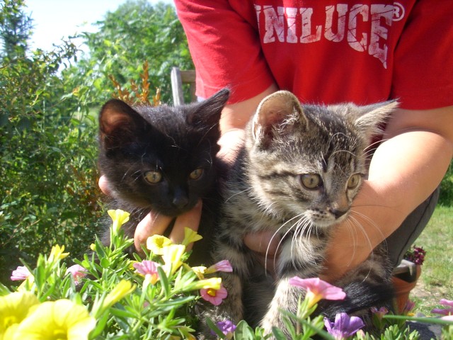 Maikätzchen vom 1. Mai in liebevolle Hände abzugeben - Katzen Sonstige - Klobbicke