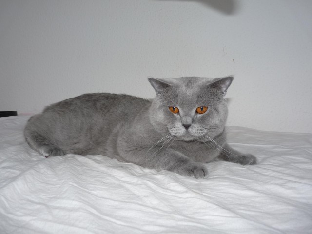 BKH Anthony von Börner sucht Katzendame  - Deckkater - Bonn