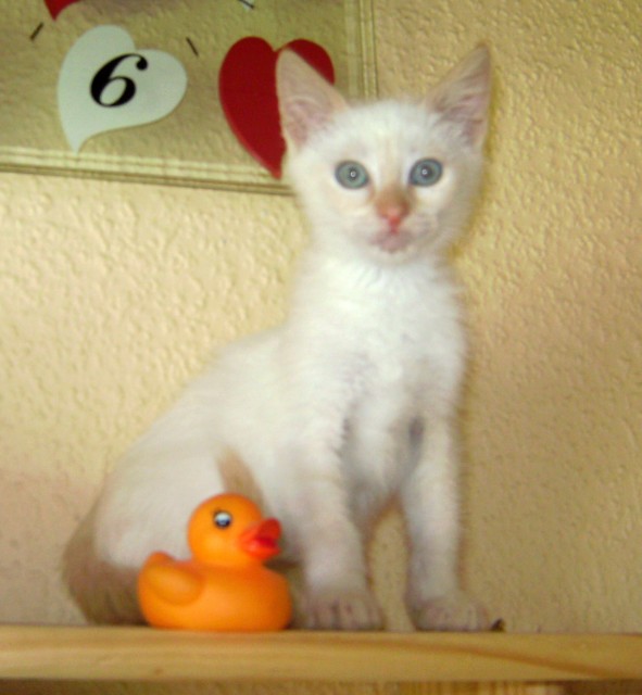  NIEDLICHES RED POINT KATERCHEN - Siam - KREFELD