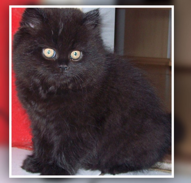 Süßes Persermädchen in Schokobraun schwarz - Perser - Hannover