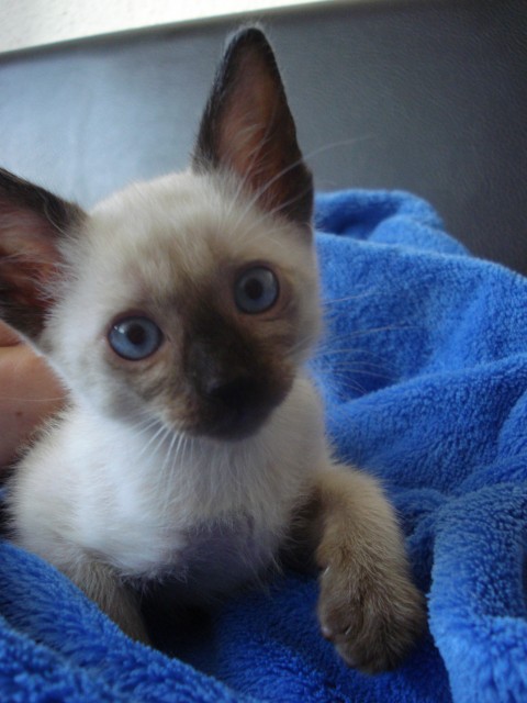 Siam Kitten seal-,red-,tortie-point suchen neues Zuhause - Siam - Ulm