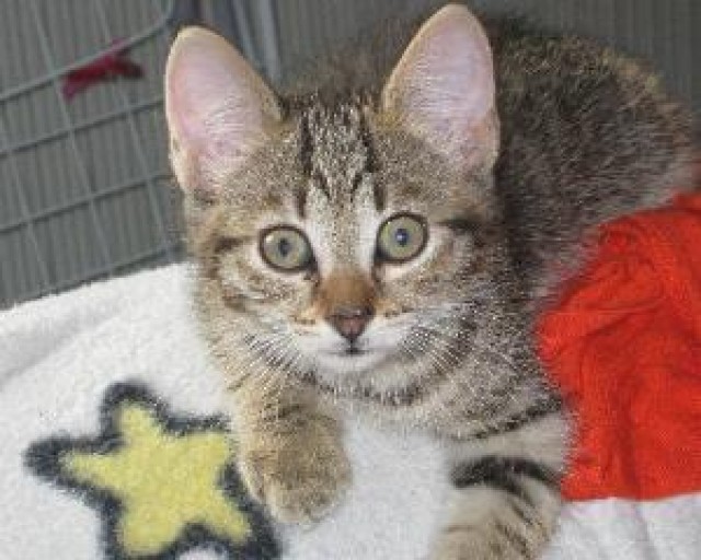 !!!!!!!!!!Katzenbaby in liebevolle hände abzugeben!!!! - Hauskatzen - bottrop