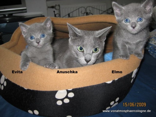 6 reinrassige Russisch Blau Kitten mit Stammbaum! - Russisch Blau - Bad Neuenahr-Ahrweiler