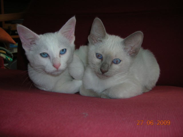 Thai in lilac-point mit gemäßigtem Gesicht - Thai - Gelsenkirchen