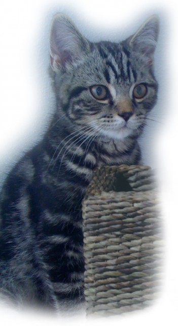 Bkh Kater,SilverTabby,14Wochen sucht neues Zuhause! - British Kurzhaar - Raunheim