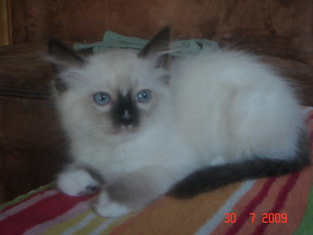 Ragdoll Kitten - Sibirische Katze - Wurzburg